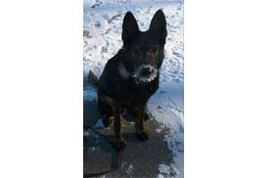 Chico