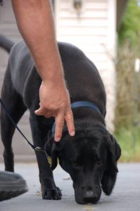K9 Malcolm