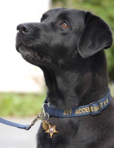 K9 Malcolm