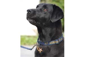 K9 Malcolm