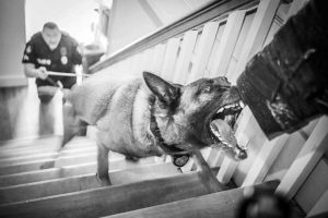 K9 Tyson