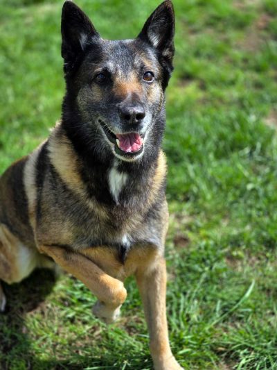 K-9 Kai