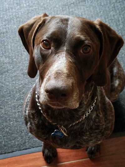 K-9 Reks
