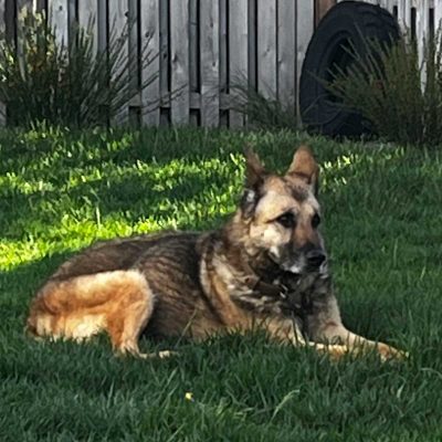 K-9 Kabat