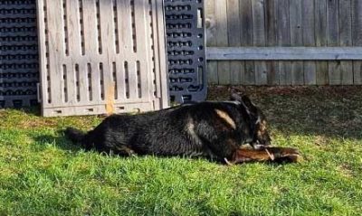 K-9 Ryso