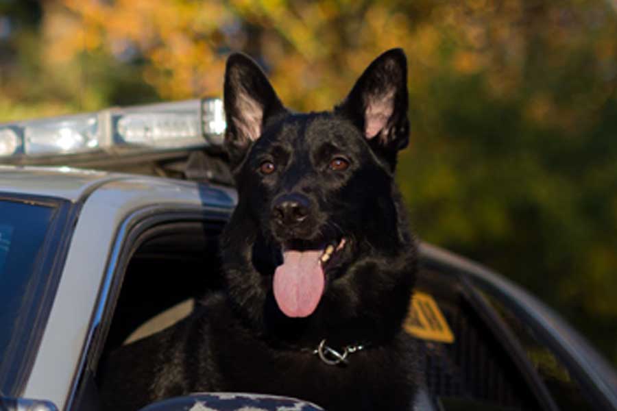 K9 Porter