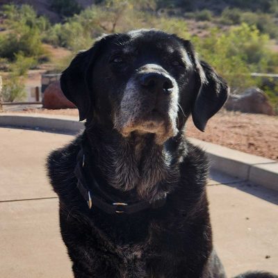 K-9 Joy