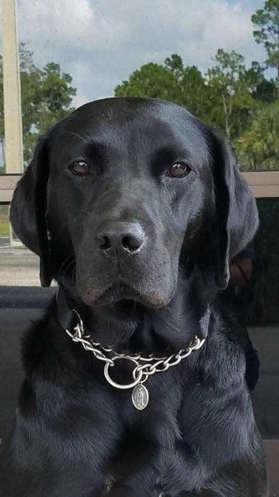 K-9 Guinness