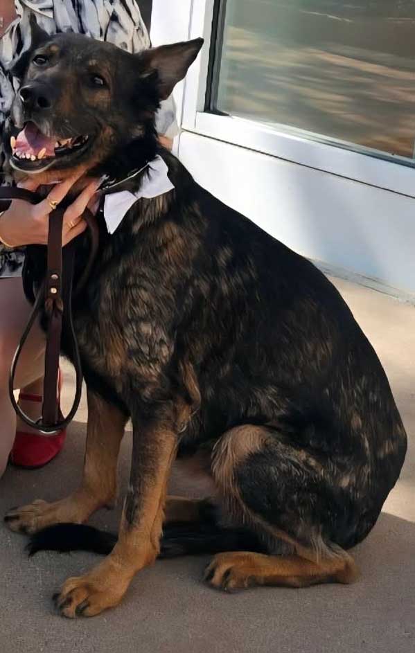 K-9 Hogyn