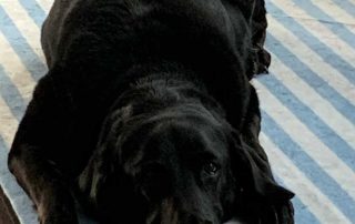K-9 Maysa