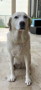 K-9 Almond