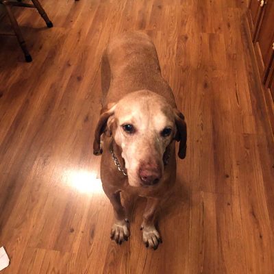 K-9 Ficko