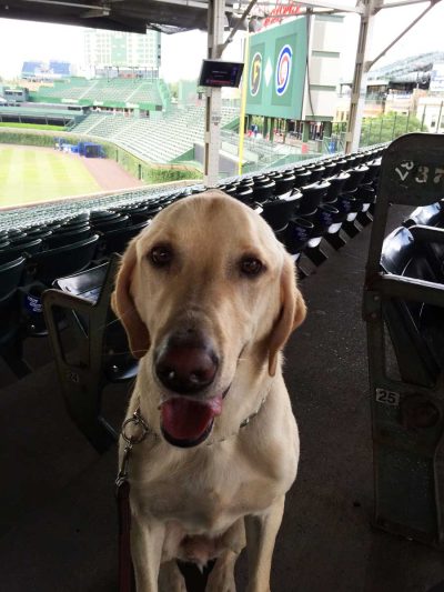 K-9 Billy