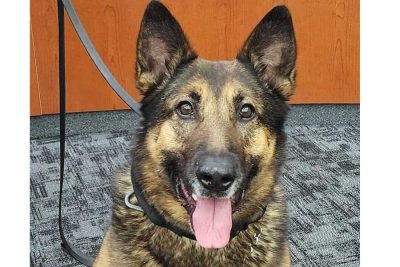 K-9 Bosco
