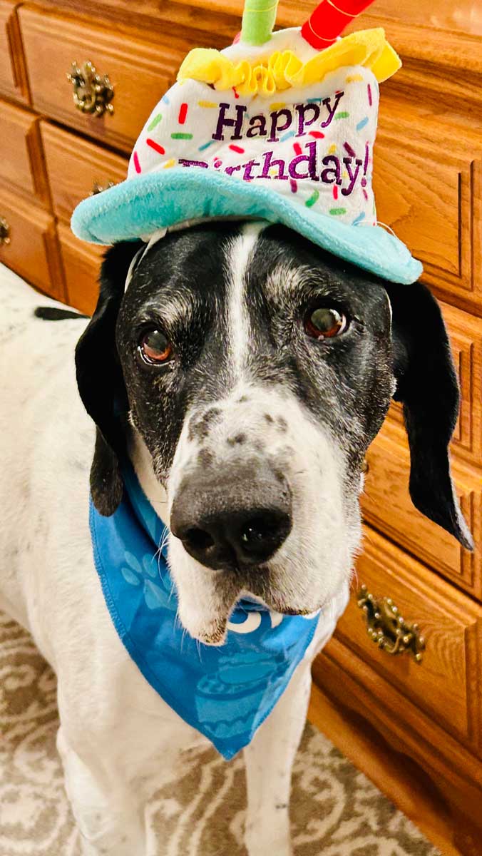 K-9 Derby