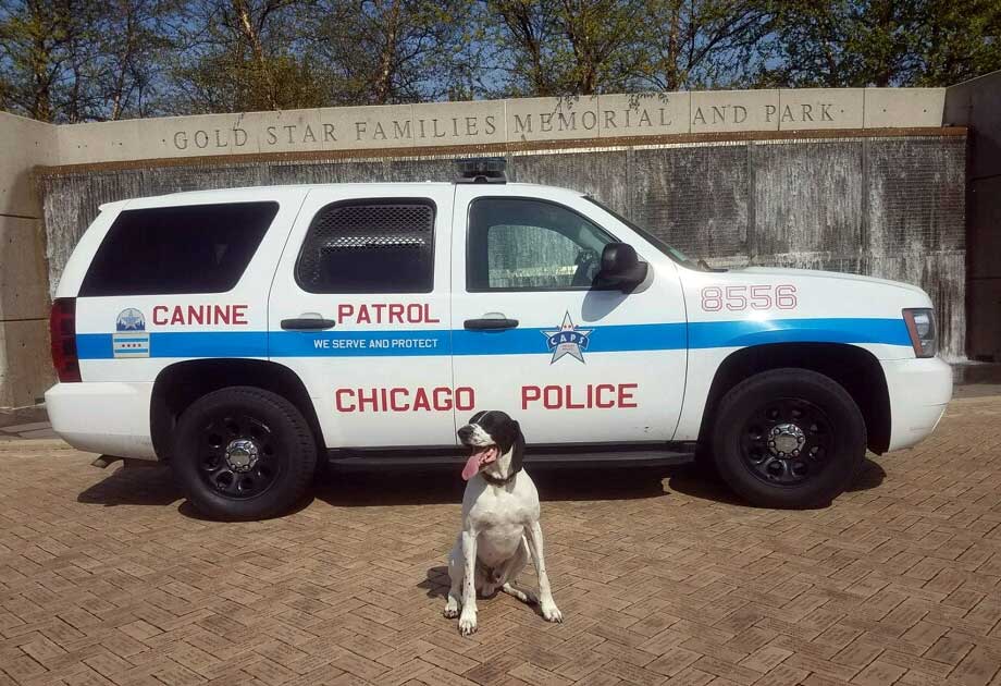 K-9 Derby