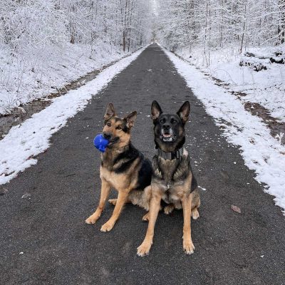 K-9 Dexter