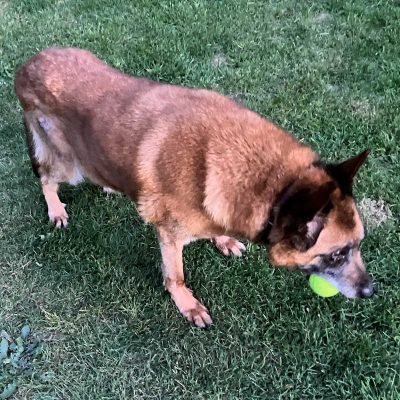 K-9 Doerak