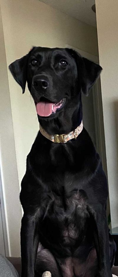 K-9 Letty