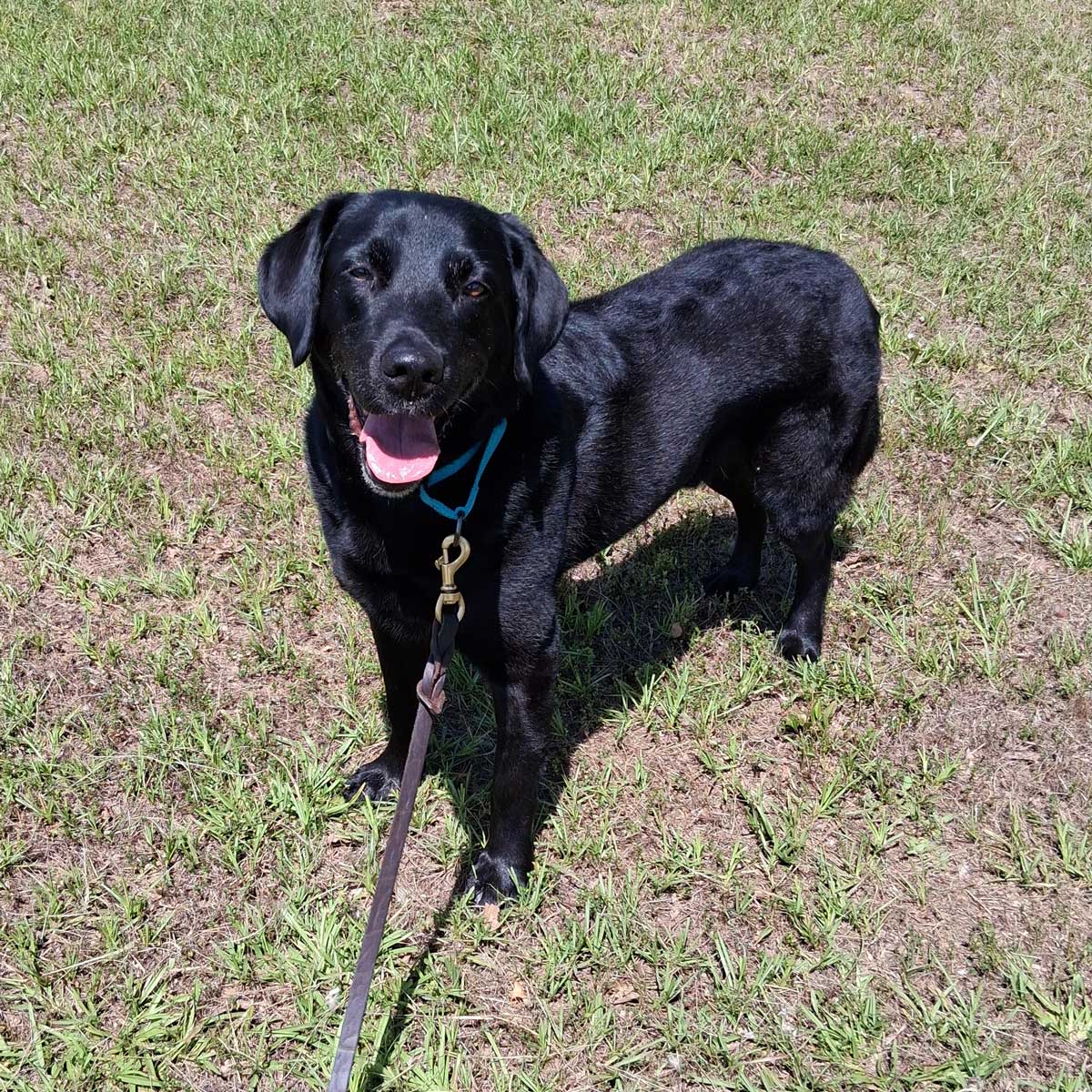 K-9 Shadow