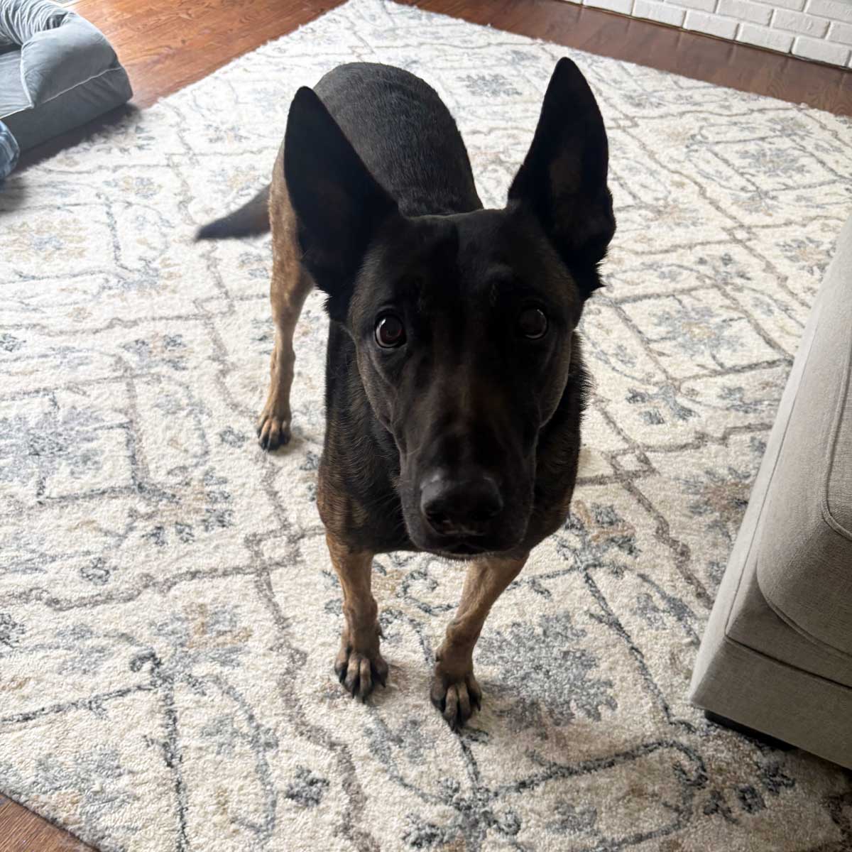 K-9 Silver