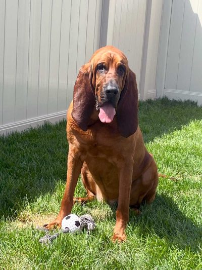 K-9  Melanie-Codee "MC" 