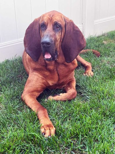 K-9  Melanie-Codee "MC" 