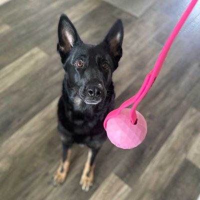 K-9 Roxie
