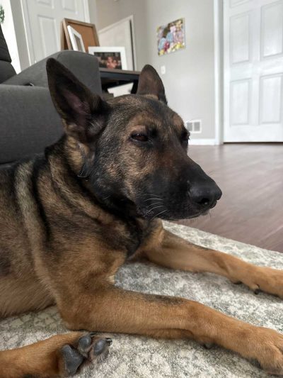 K-9 Figor