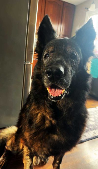 K-9 Luther