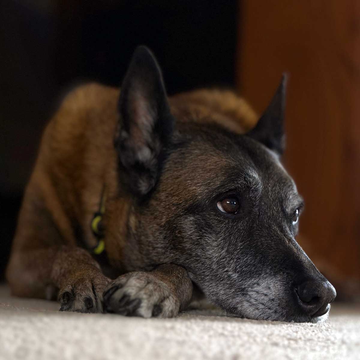 K-9 Roxy