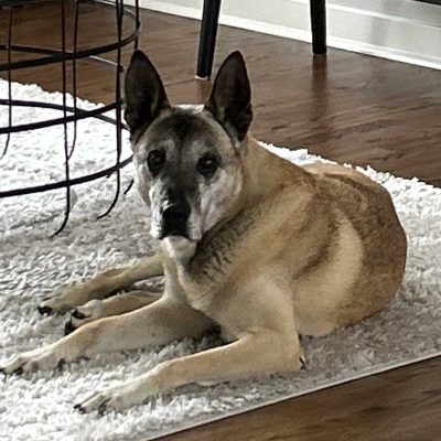 K-9 Kay