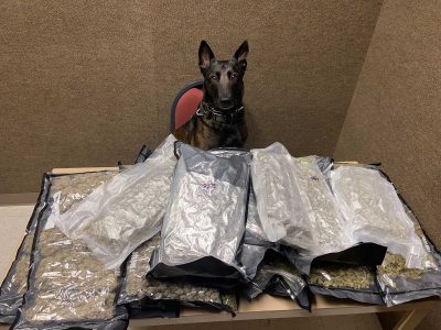 K-9 Alfa