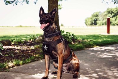 K-9 Alfa