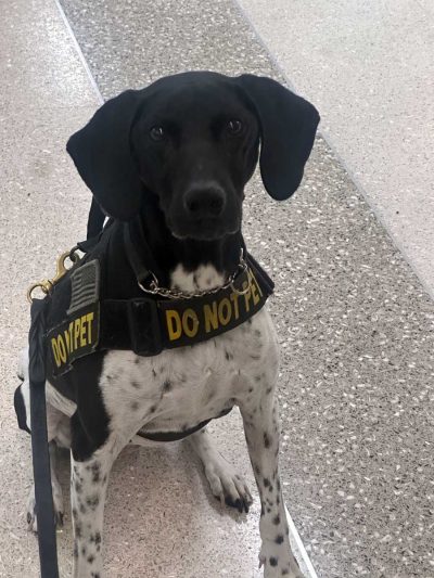 K-9 Andi