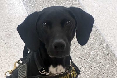 K-9 Andi