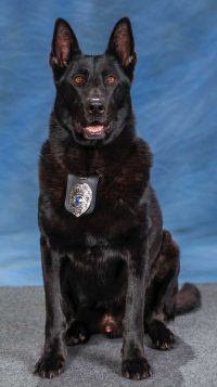 K-9 Bak