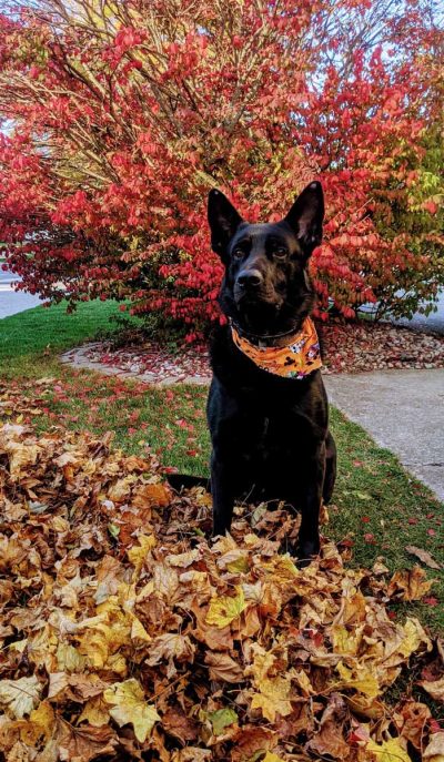 K-9 Juno