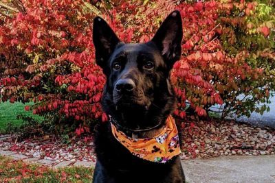 K-9 Juno