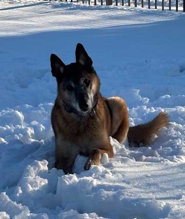 K-9 Remi