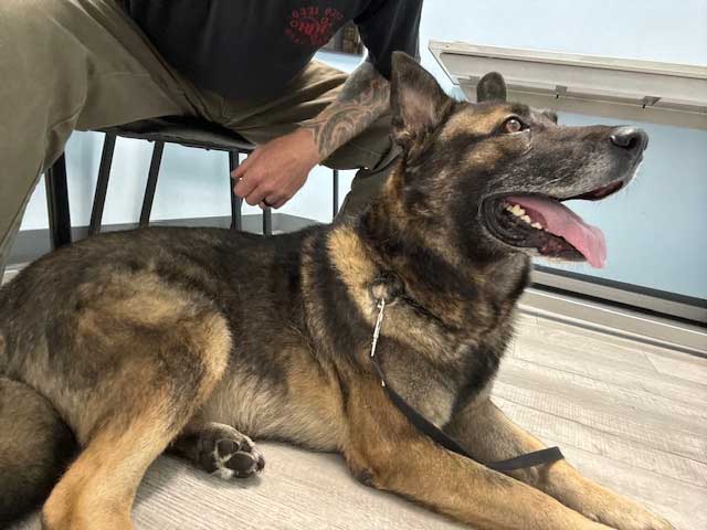 K-9 Vito