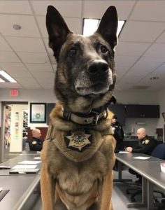 K-9 Leon
