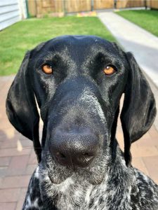 K-9 Panka