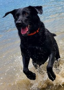 K-9 Jubel 
