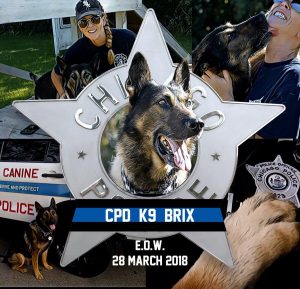 K-9 Brix