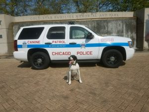 K-9 Derby