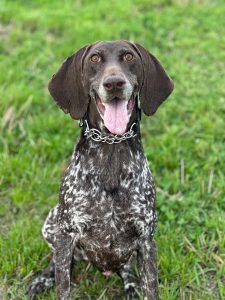 K-9 Mona-Moy