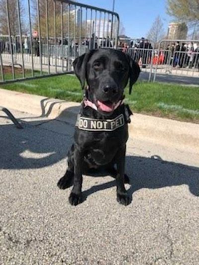 K-9 Rose