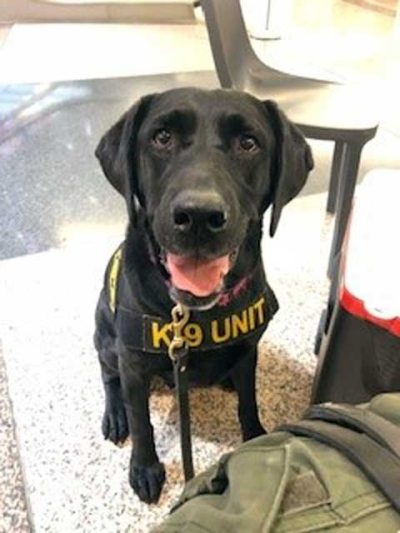 K-9 Rose
