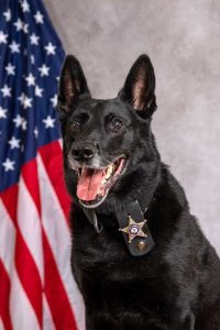 K-9 Yara